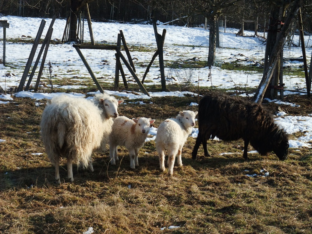 glennsche aufmerksamkeit