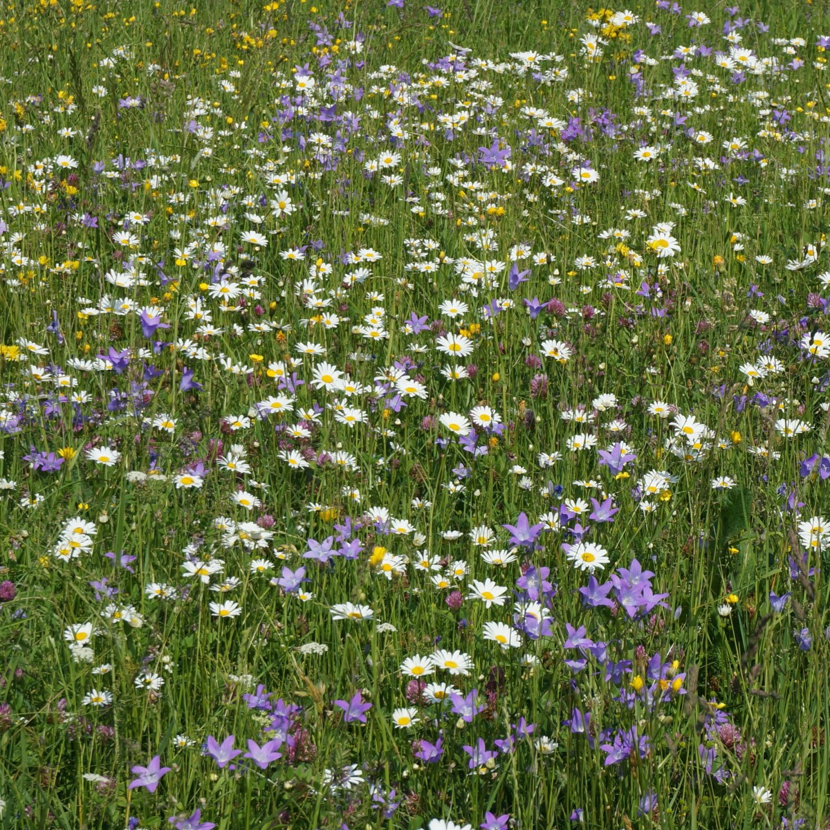 Fototext #28 – Idas&nbsp;Sommarvisa