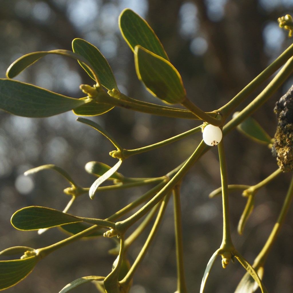 Songs zum Jahresbeginn